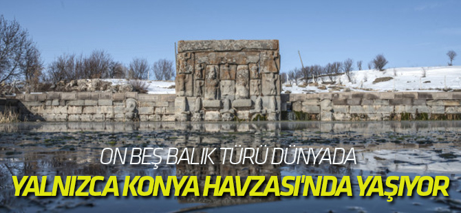 On Beş Balık Türü Dünyada Yalnızca Konya Havzası'nda Yaşıyor