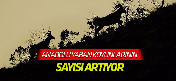 Anadolu yaban koyunlarının sayısı artıyor