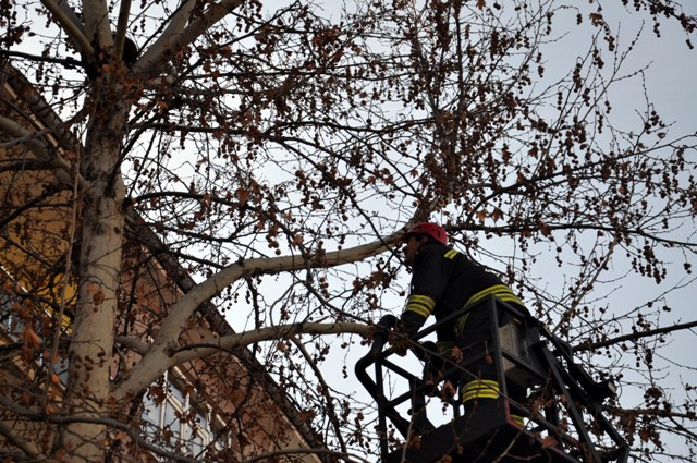 Ağaca çıkan sansar itfaiyeye zor anlar yaşattı
