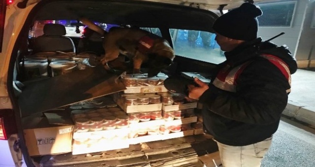 Jandarma dedektör köpekler iş başında