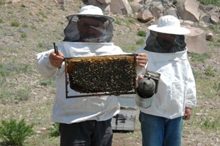 Arıcılar Karapınar'a akın ediyor