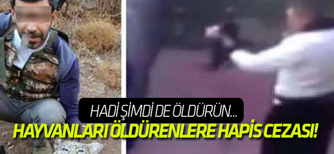 Hayvanları öldürenlere hapis cezası!