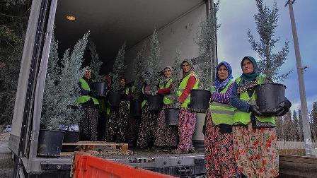 Balıkesir'den Türkmenistan'a fidan ihraç edildi