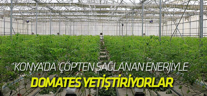 Çöp"Ten Sağlanan Enerjiyle Domates Yetiştiriyorlar