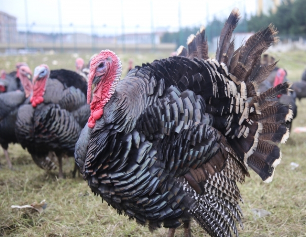 Beyşehir'de hindi fiyatları düştü
