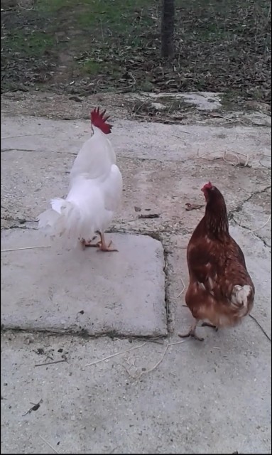 Tatlı kızın tiyatrocu horozu