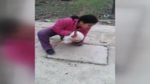 Ölü Taklidi Yapan Horoz Küçük Kızı Korkuttu