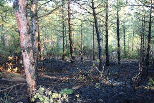 Beyşehir'de korkutan yangın