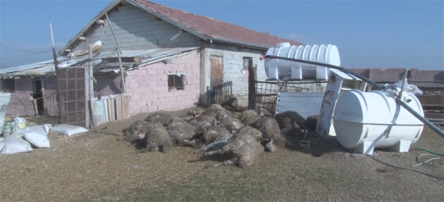 Konya'da Başıboş Köpekler 32 Koyunu Telef Etti