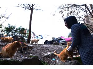 Sokak kedilerine bakıyor