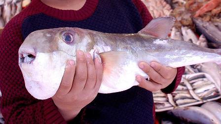 Japonya'da balon balığı alarmı