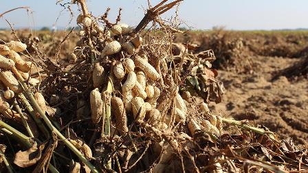 Meriç yer fıstığı tescillendi