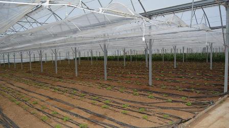 Jeotermal suyla ısıtılan serada 12 ay boyunca üretim