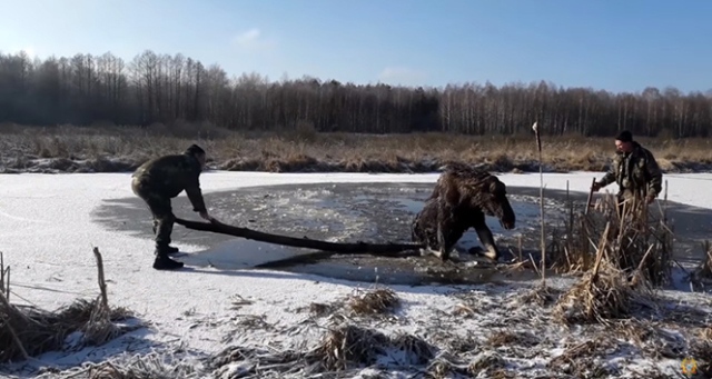 Donmuş gölde mahsur kalan geyik kurtarıldı