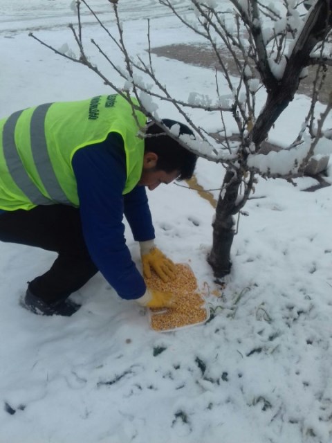 Kış Şartlarında Sokak Hayvanlarına Sahip Çıkalım