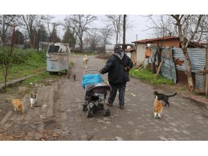 Sokak hayvanları "Süheyla teyze"nin yolunu gözlüyor