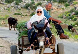 Eşek arabaları yaz mesaisinde