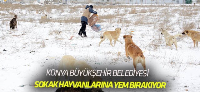 Kuşlar ve Sahipsiz Hayvanlar İçin Yem Bırakılıyor