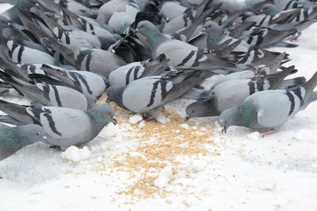 Kuşlar ve Sahipsiz Hayvanlar İçin Yem Bırakılıyor
