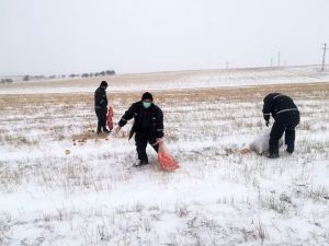 Yaban hayvanları için doğaya yem bırakıldı