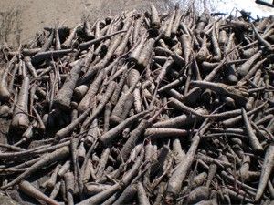 Ereğli'nin siyah havucu 25 ülkenin gıdasını renklendiriyor