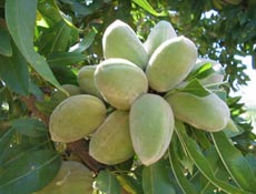 İşte ömrü uzatan 7 besin!