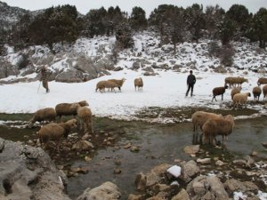 Kış şartlarında besicilerin zorlu yaşamı