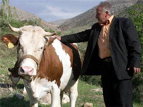 Büst kıran ineğin fiyatı 3 kat arttı