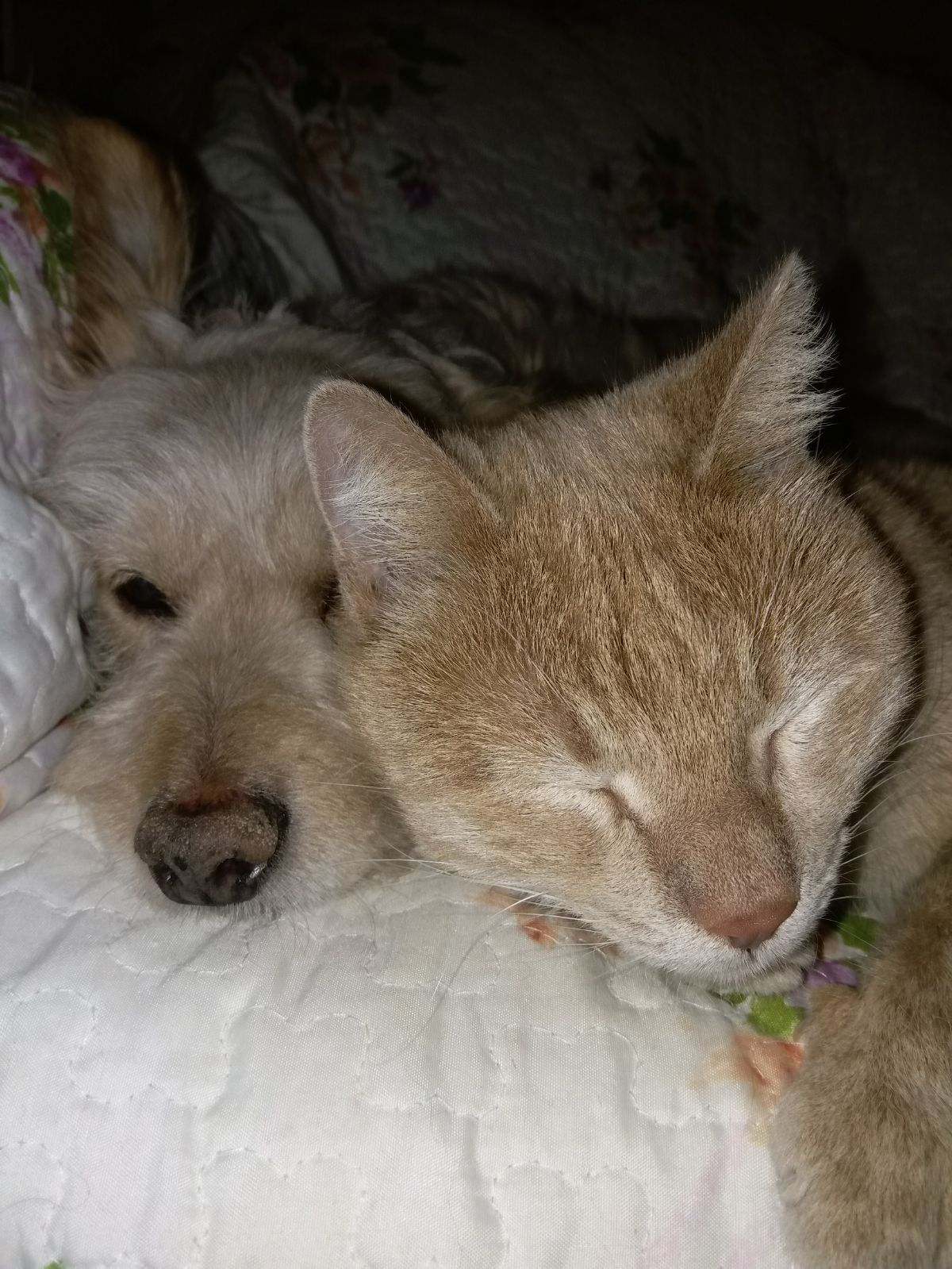 Kuzey ile Sarman'ın arkadaşlık hikâyesi