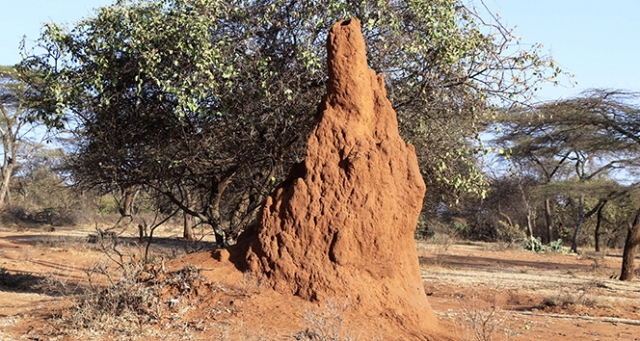 Etiyopya’da büyüleyen karınca gökdelenleri