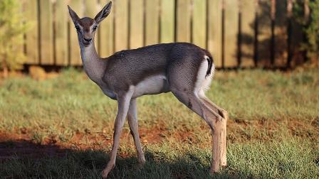 Bakanlıktan nesli tükenen 20 türe koruma