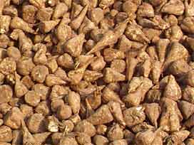 Ereğli Şeker Fabrikası 50 bin ton şeker üretti