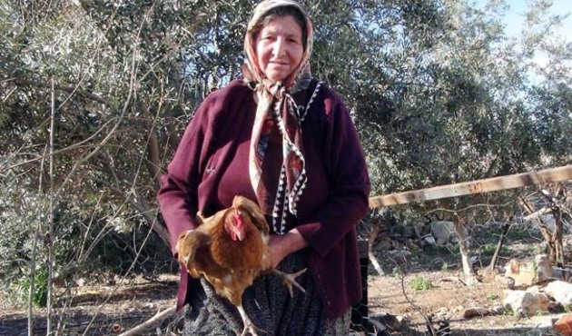 Bu tavuğun yumurtası bin lira!