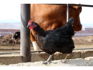 Yürüyemeyen tavuğuna ahşap protez yaptı