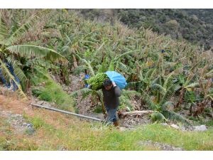 Yerli muz fiyatı tavan yaptı