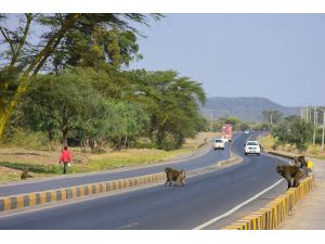 Kenya'da yiyecek için şehirlere inen babunlar trafik kurbanı