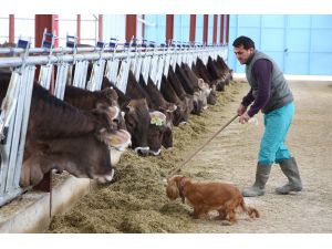 Almanya'dan getirdiği ineklerle Antalya'da çiftlik kurdu