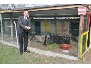 "İlkokulun tavukları" ihtiyaç sahibi öğrenciler için yumurtluyor