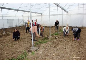 Çukurova kadın eliyle gül kokacak
