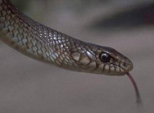 Yılanın soktuğu çocuk hastanelik oldu