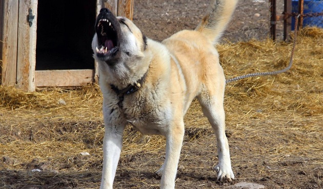 Kangallar Afrin için hazırlanıyor!