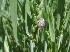 Kulu'da süne ile mücadele