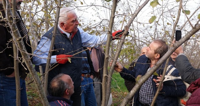 Fındıkta bilinçli budamanın meyveleri bu yıl alınacak