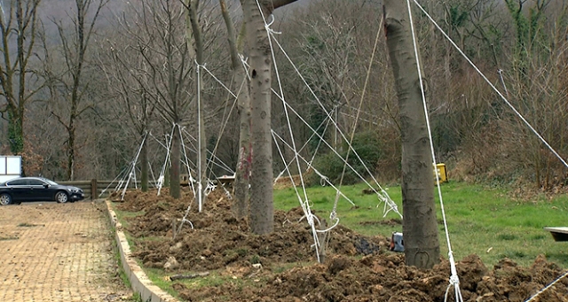 Maçka Parkı’ndan ağaç taşıma işlemi sona erdi