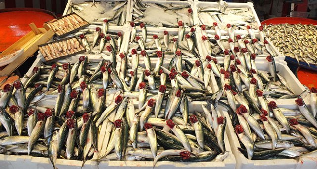 Uskumru hamsinin tahtını sallıyor