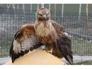 Yozgat'ta yaralı bulunan kızıl şahin tedavi ediliyor