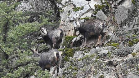 Çengel boynuzlu dağ keçisi sayısı artıyor