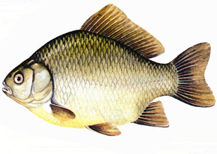 Balık türleri zamanla yok olabilir