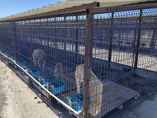 Çumra'da sokak hayvanları için barınak açıldı