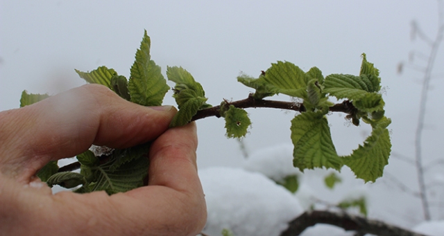 Fındık üreticilerine dokuz yılda 6,8 milyar lira destek